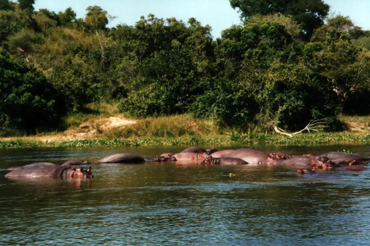 3 days Wildlife Safari to Murchison Falls National Park 